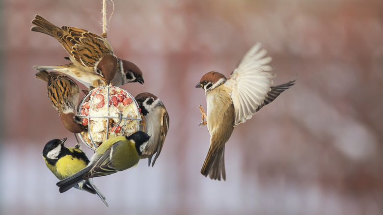 Seven birds on a circular feeder