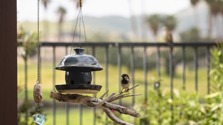 hanging bird feeder and bird