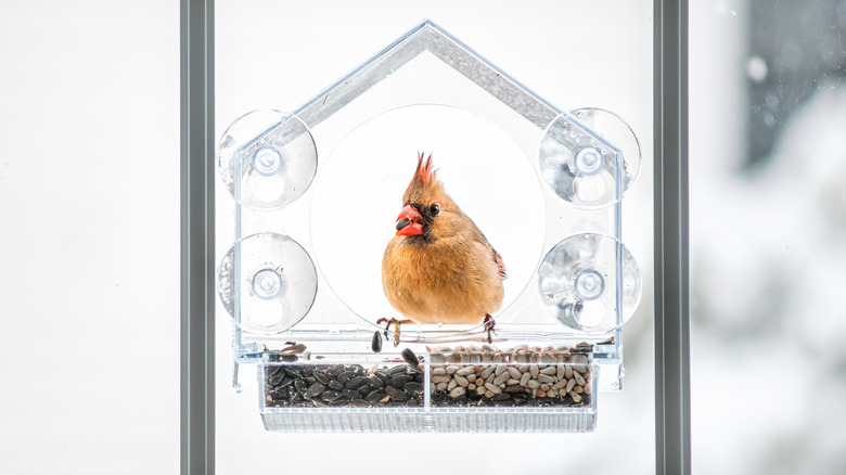 clear bird feeder on window