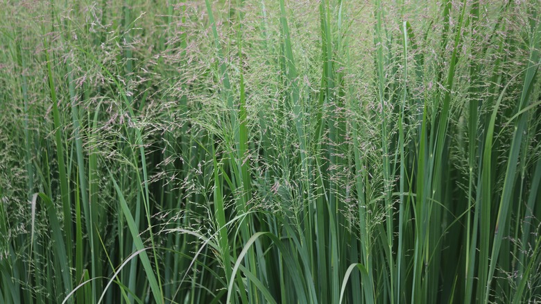 closeup of switch grass