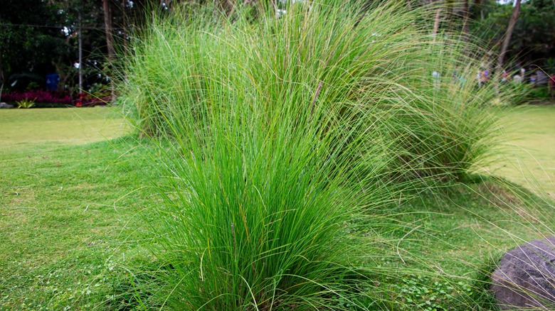 prairie dropseed plants