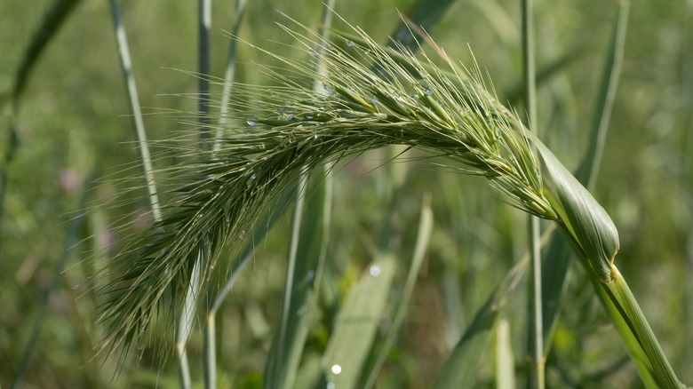 Canada wild rye seed head