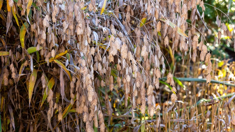 inland sea oats in fall