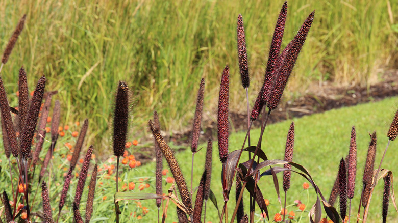 purple millet seeds