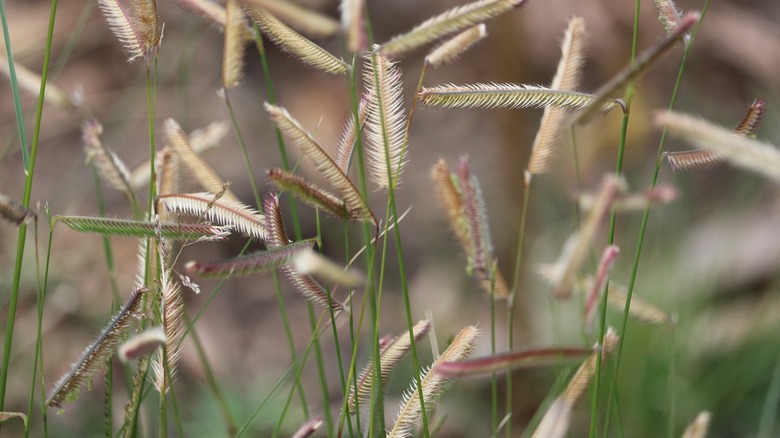 blue grama seed heads