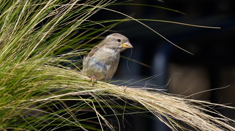 bird sitting on ornamental grass