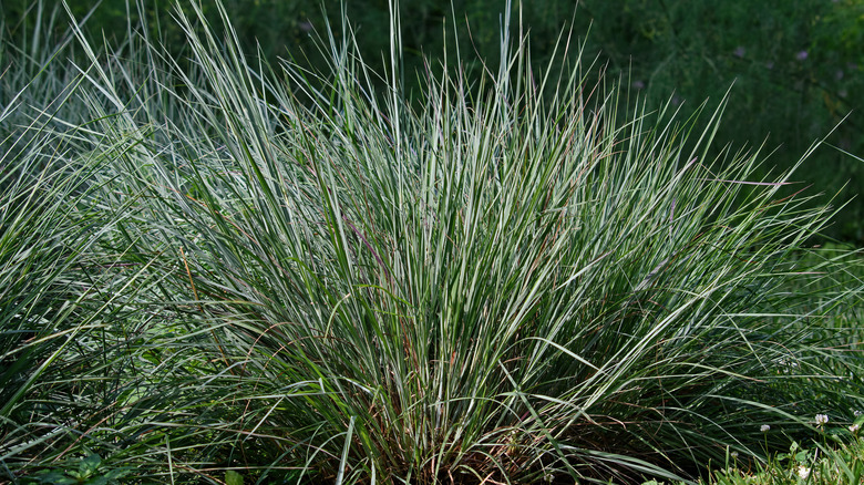 little bluestem grass