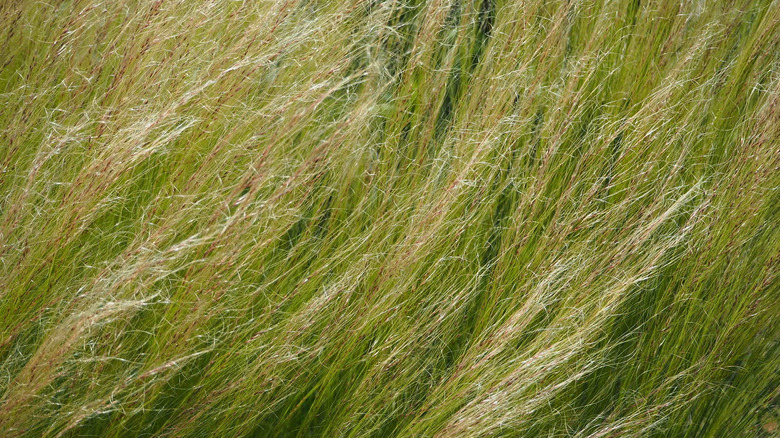 Mexican feathergrass blowing in wind