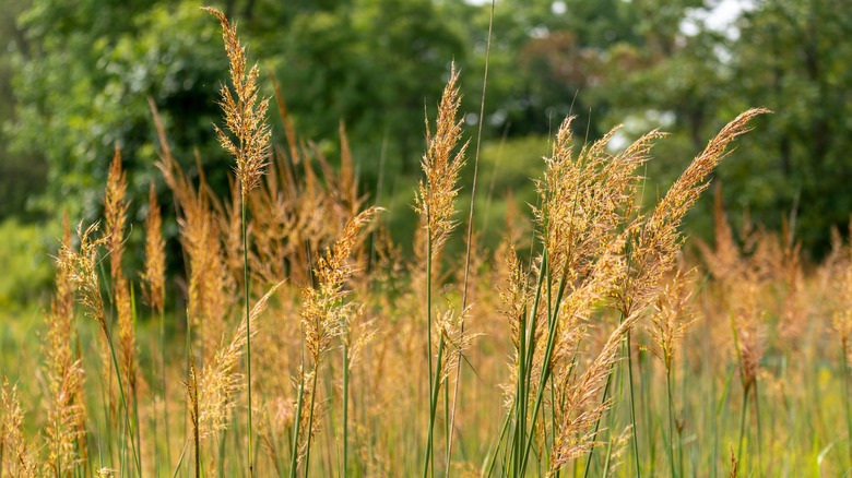 closeup of indian grass