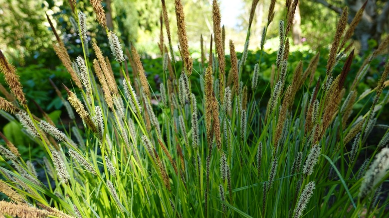 closeup of tussock sedge