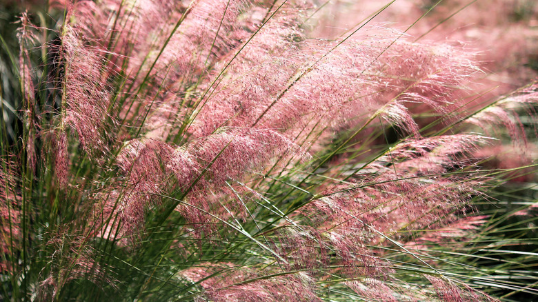 pink gulf muhly grass