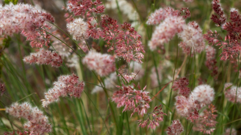 bristle-leaved red-top grass