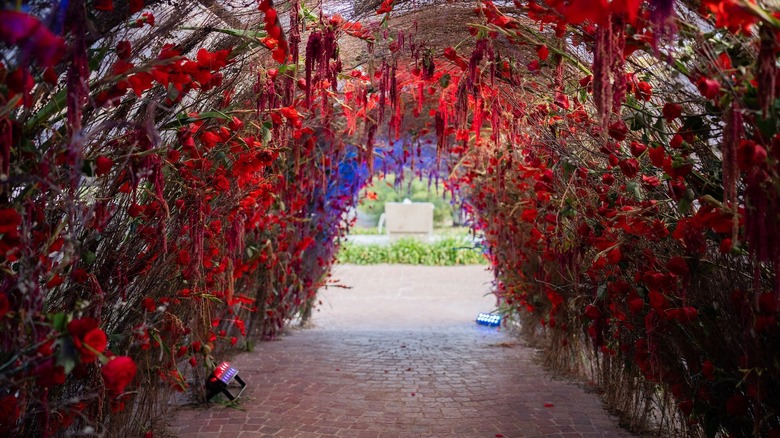 tunnel of red flowers