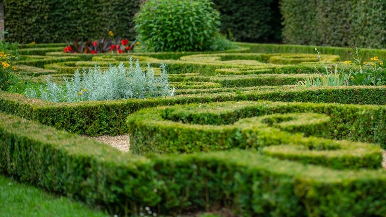 small garden hedge maze