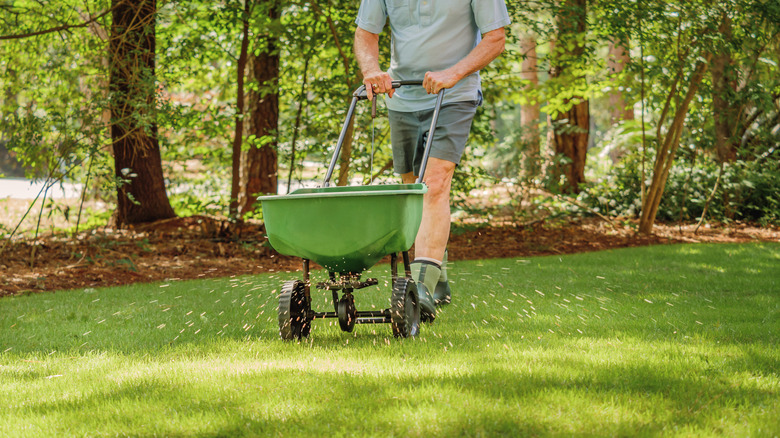 Man fertilizing and seeding lawn