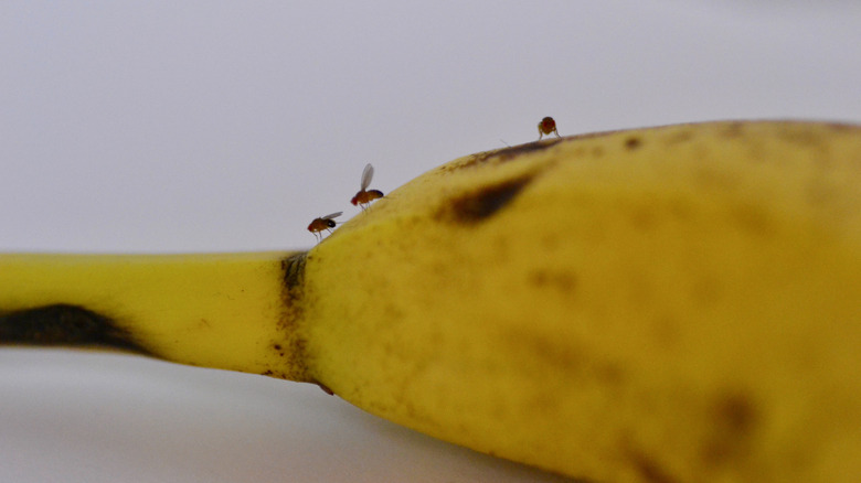 Fruit flies on a banana