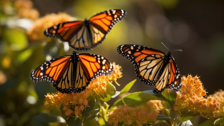 Monarch butterflies flying near flowers