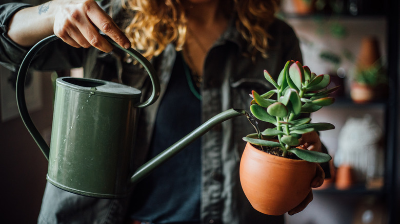 Woman watering plant with can