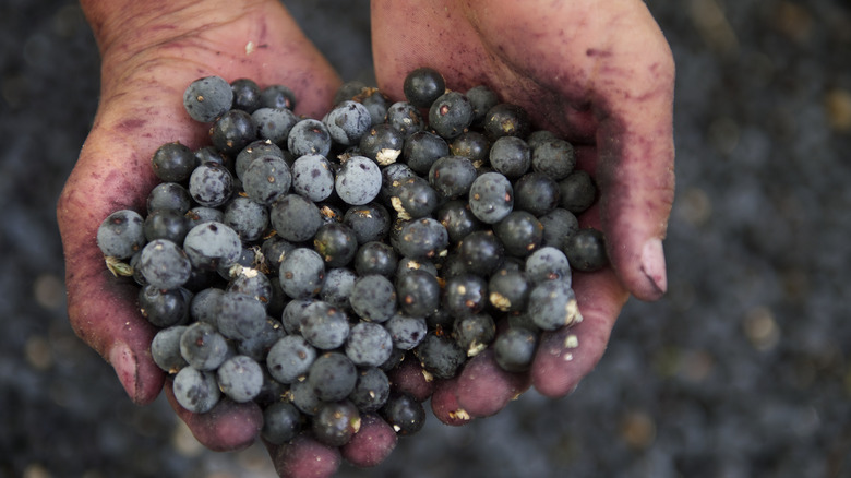 Blueberry stained hands holding blueberries