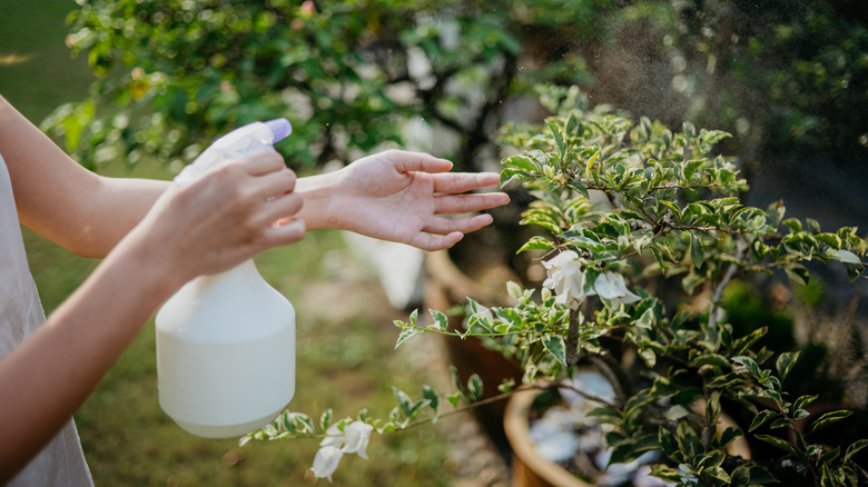 Spraying insect repellent on outdoor plant