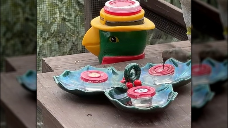 Hummingbird drinking from feeder on a candy dish