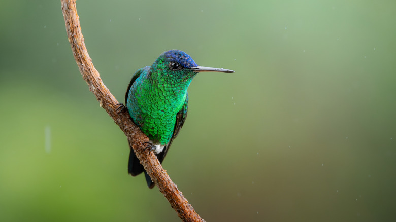 A hummingbird sitting on a branch