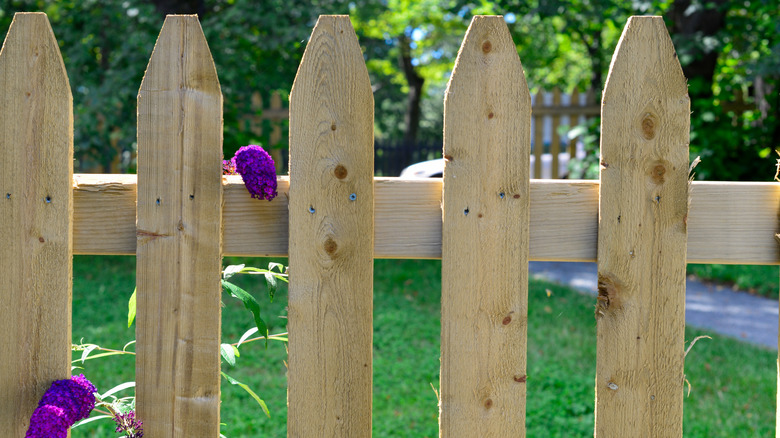 A natural wood picket fence with bright purple butterfly flowers poking through the pickets.