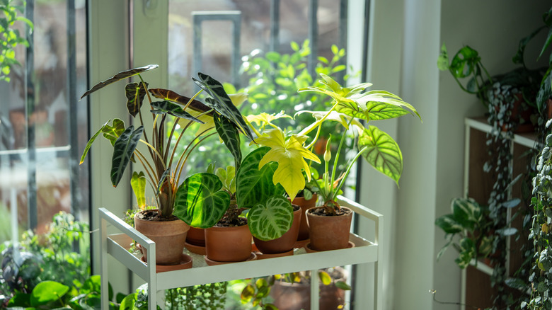 A simple indoor plant shelf filled with tropical houseplants