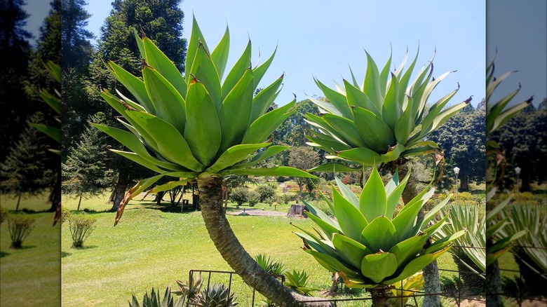 Agave plant