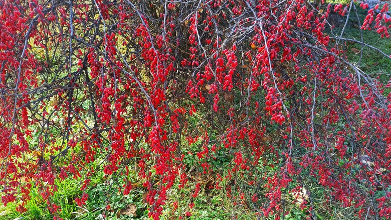 American barberry