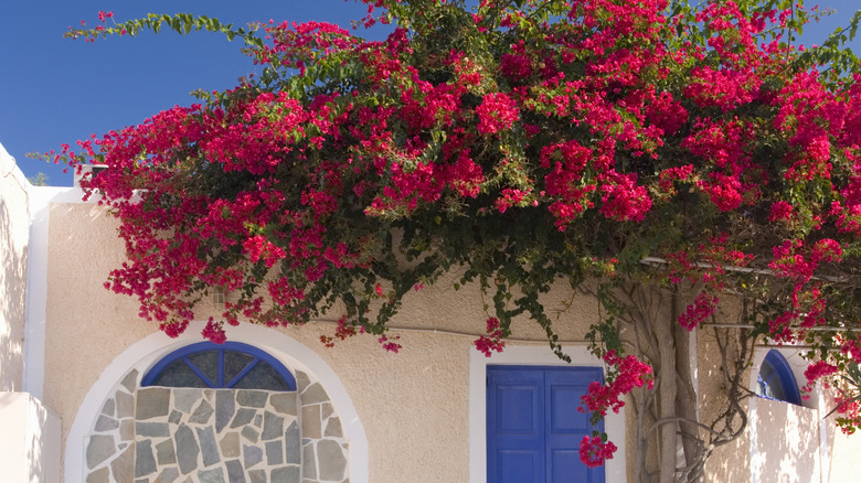 Bougainvillea flowers