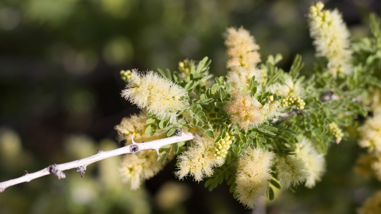 Catclaw acacia