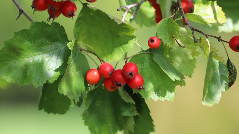 Copenhagen hawthorn