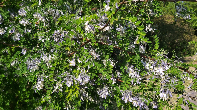 David's mountain laurel