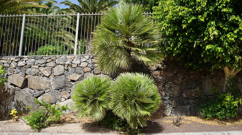 European fan palm