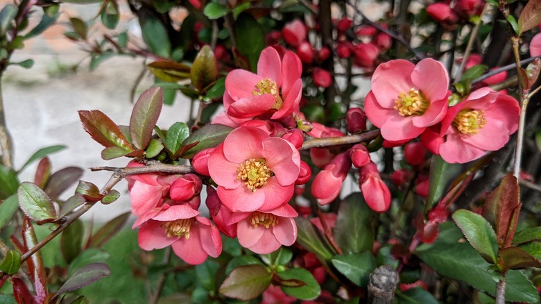 Flowering quince