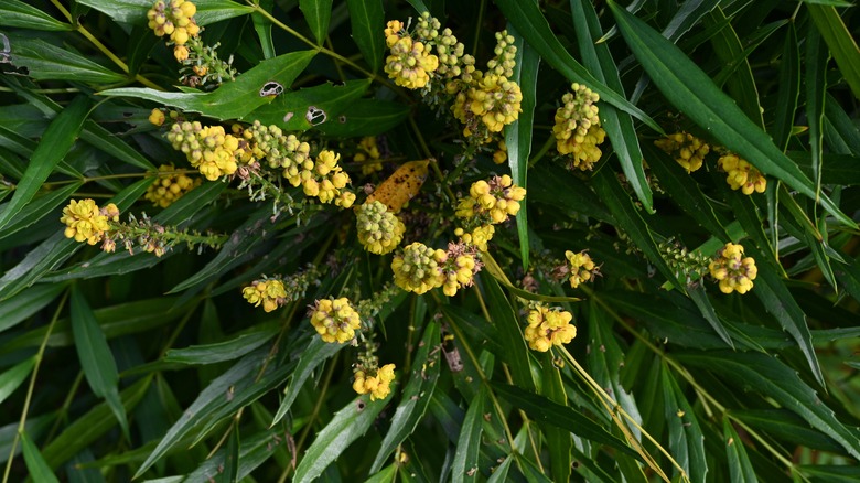 Fortune's mahonia