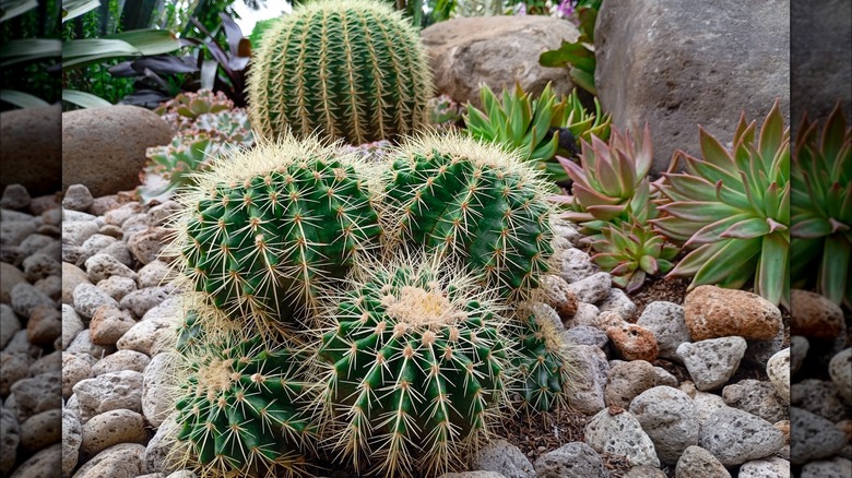 Golden barrel cactus