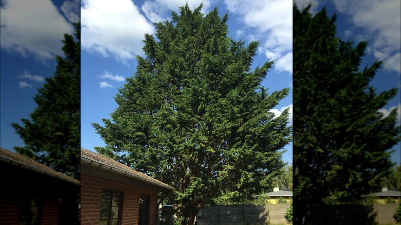 Green giant arborvitae