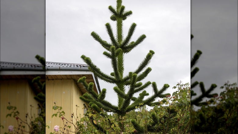 Monkey-puzzle tree