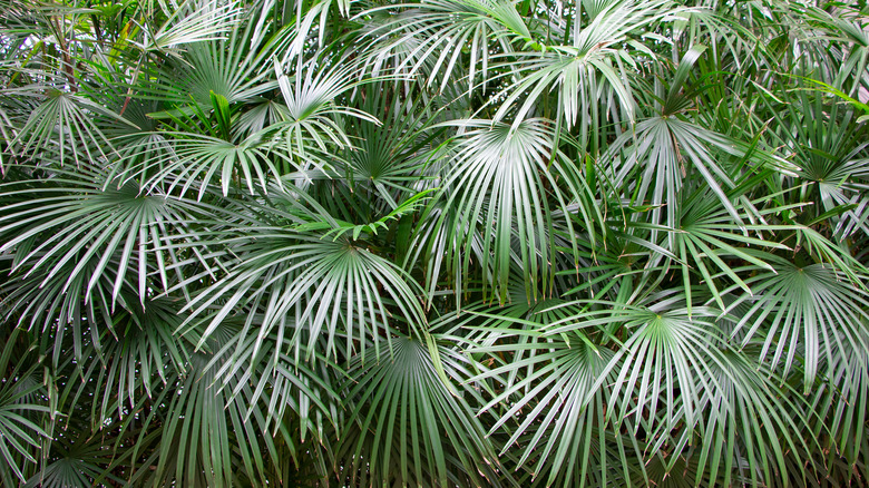 Needle palm