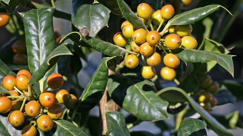 'Nellie R. Stevens' holly