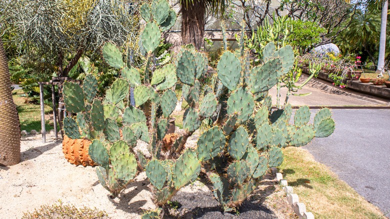 Prickly pear cactus