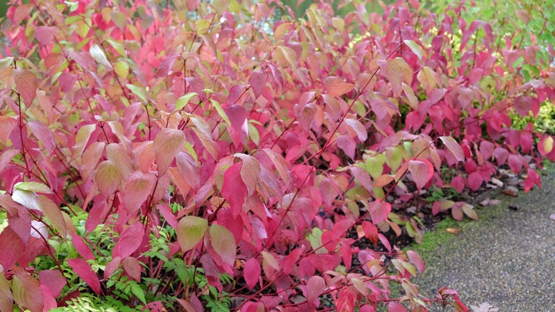 Red twig dogwood