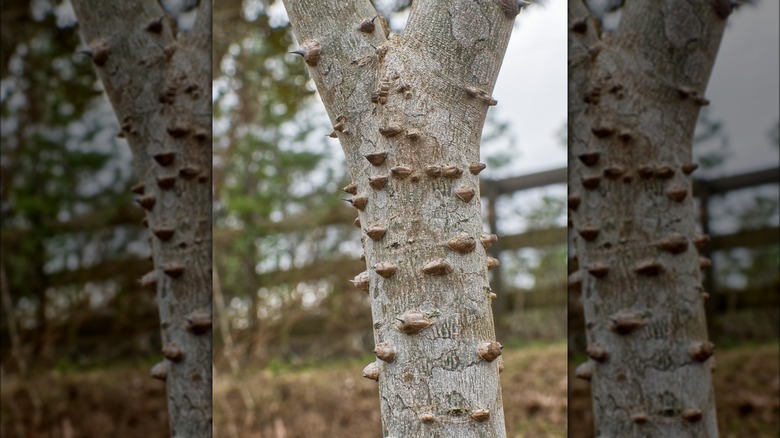 Southern prickly ash