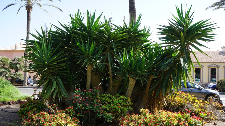 Yucca plants