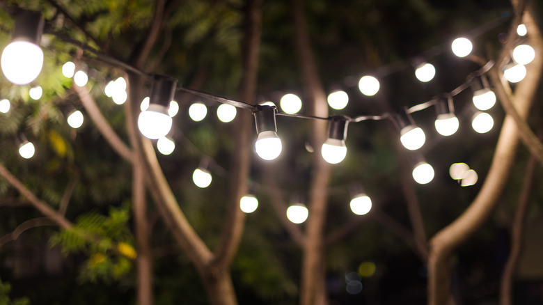 Strings of round globe lights hung from trees