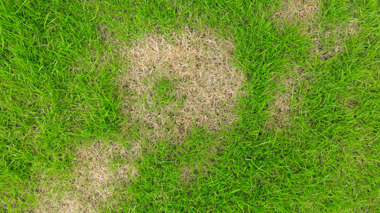 brown patches in lawn turf