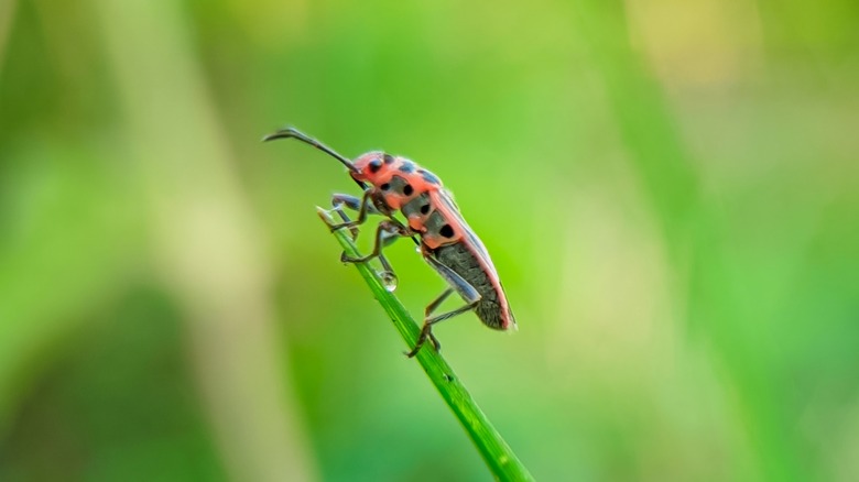 chinch bug on grass blade