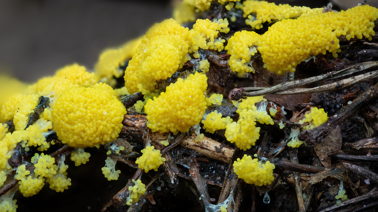 Yellow slime mold on mulch